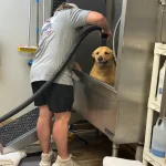 Why Choose Local Dog Groomers Kingwood, TX, for Your Pet