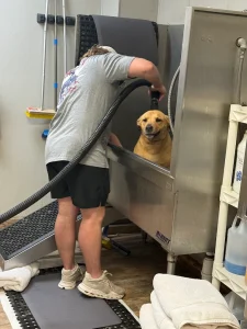 puppy grooming Atascocita, TX 