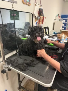 Bathing session at an animal grooming Kingwood, TX, facility