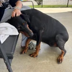 Gentle Animal Grooming Atascocita, TX Pros