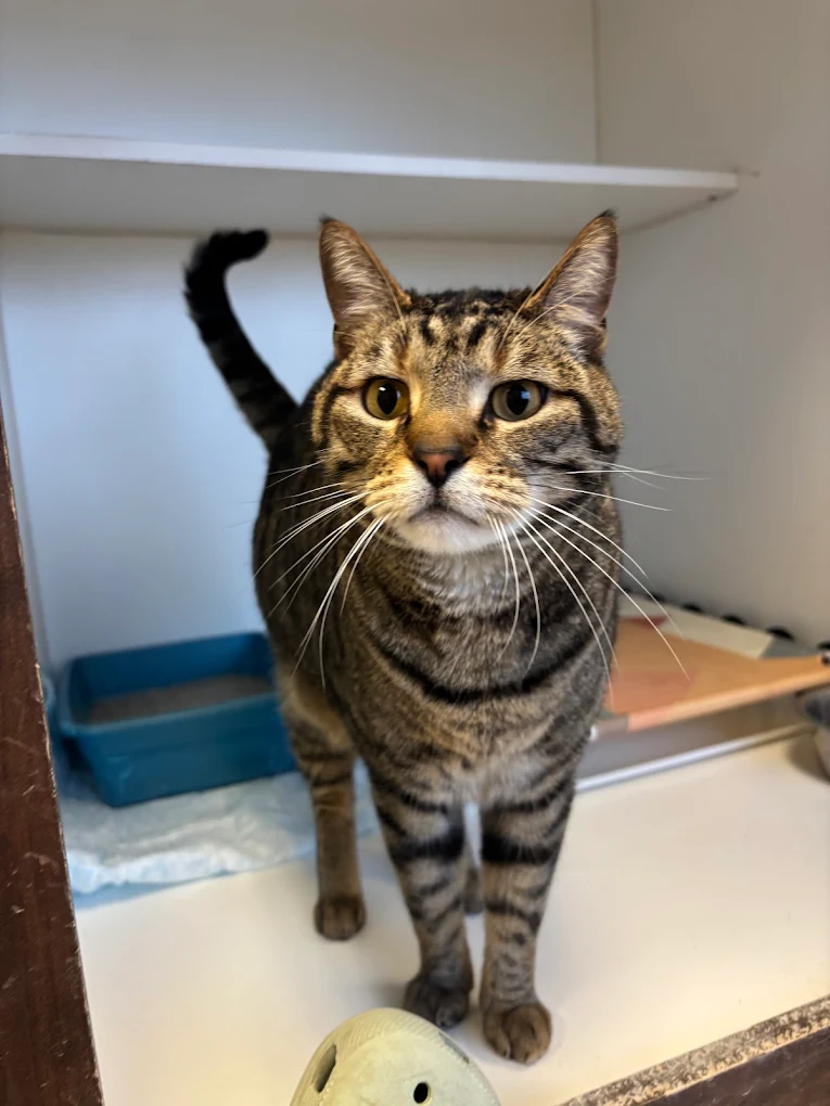 Cat care services at Dog's Day Inn