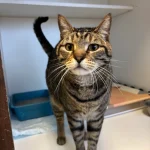 Cat Boarding Services Atascocita, TX – Your Cat’s Safe Haven