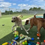 Where Every Wag Feels at Home: Premier Day Care For Dogs Kingwood, TX