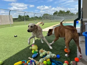 Happy dogs playing in a supervised yard at Long Term Dog Boarding Kingwood, TX facility