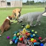 Where Playtime and Comfort Meet – Dog Day Camp Near Me Kingwood, TX