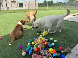 dog boarding school Kingwood, TX