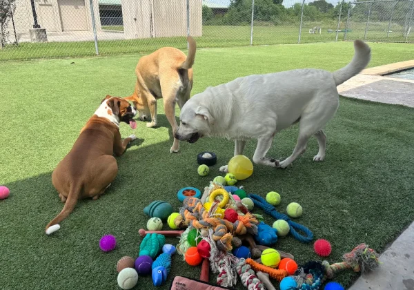 Where Playtime and Comfort Meet – Dog Day Camp Near Me Kingwood, TX