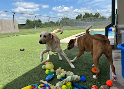 Playful pets enjoying outdoor time at Boarding Near Me Atascocita, TX