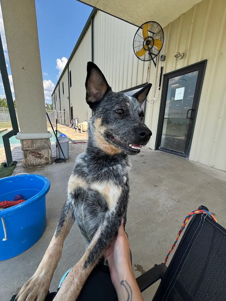 Dog boarding at Dog's Day Inn