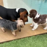 Gentle puppy grooming near me Kingwood, TX Experts