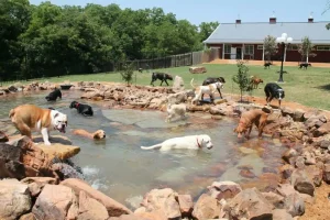 Dogs swimming during Animal Boarding Atascocita, TX