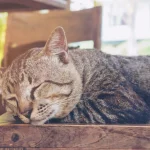 Seek Cat Boarding Services Kingwood, TX For Safe Stays