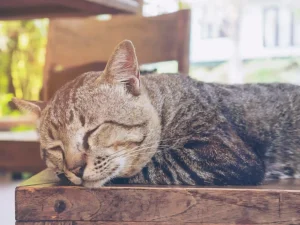 Happy kitty in quiet room Cat Hotel Near Me Kingwood, TX