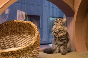 Cat daycare Atascocita, TX