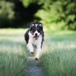 Safe & Trusted Places To Board Dogs Near Me Kingwood, TX
