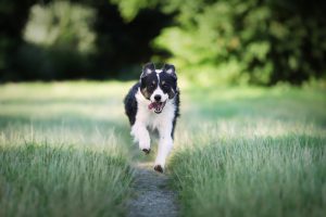 Engaging activities for pets at Doggy Daycare Overnight Atascocita, TX