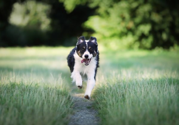 Safe & Trusted Places To Board Dogs Near Me Kingwood, TX