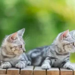 How to Find the Perfect Cat Hotel Near Me Atascocita, TX