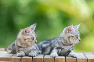cat daycare Atascocita, TX