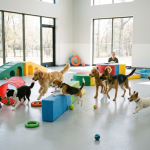 Discover Convenient Pet Kennels Near Me Kingwood, TX
