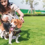 Top Choice Grooming Services Near Me Kingwood, TX