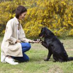 Discover Caring Boarding Places For Dogs Atascocita, TX Your Companion Will Love