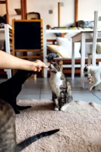 cat daycare Atascocita, TX