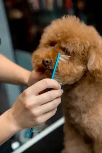 Gentle brushing session at Puppy Grooming Kingwood, TX