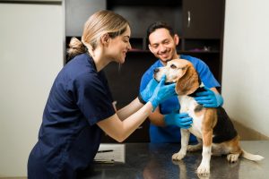 dog grooming services Kingwood, TX