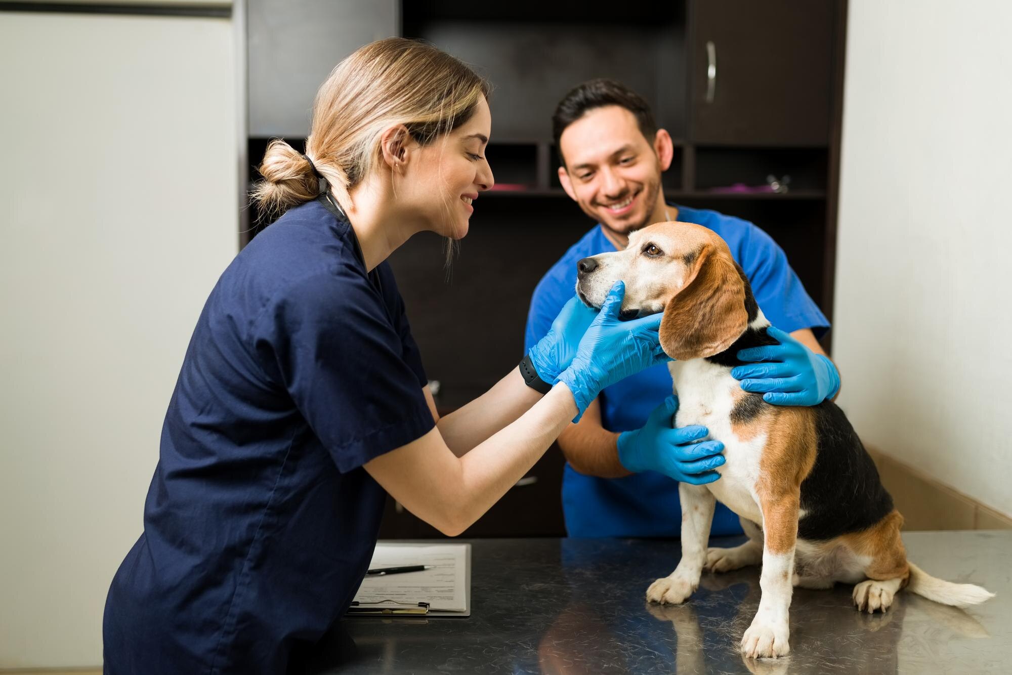 How to apply at Dog's Day Inn