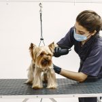 Why Give Your Furbaby a Pro Dog Haircut Near Me Kingwood, TX