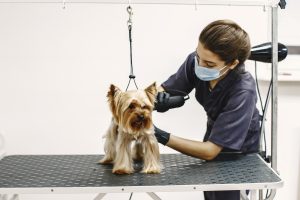 dog grooming services Kingwood, TX