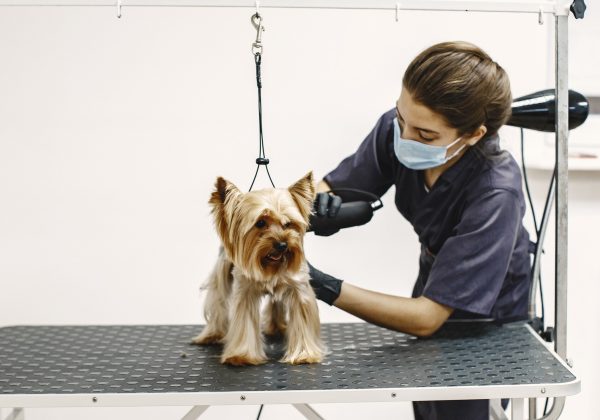 Where Every Groom Becomes a Glow-Up: Dog Haircut Near Me Atascocita, TX