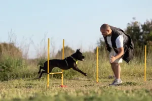 Structured pet training session at Dog Boarding School Atascocita, TX with professional supervision