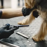 Discover the Best Groomer Near Me Kingwood, TX