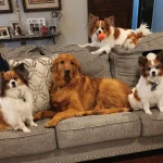 Safe, Loving, and Trusted Pet Lodging Near Me Kingwood, TX for Dogs & Cats