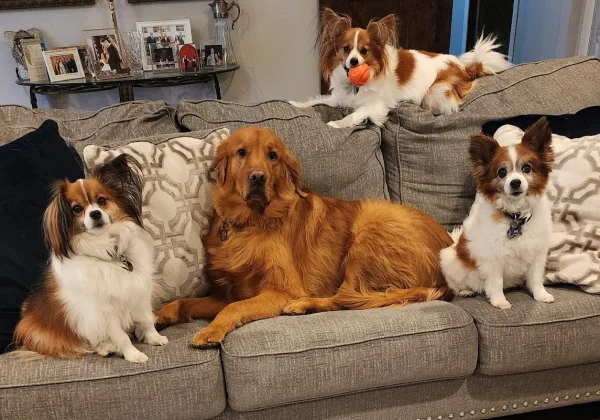 A Tail-Wagging Experience Awaits: Premier Pet Kennels Near Me Atascocita, TX