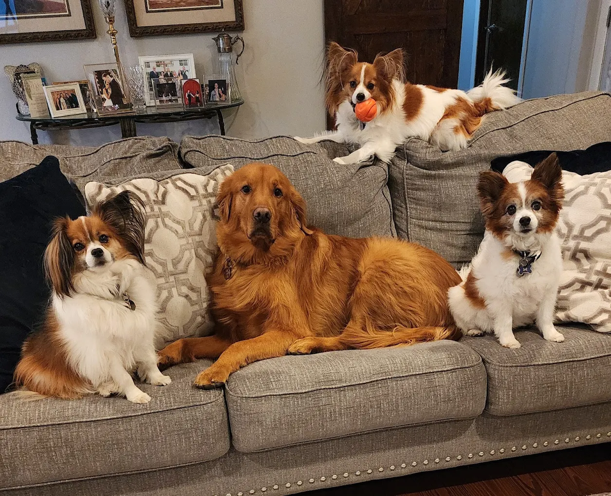 Dog daycare services at Dog's Day Inn